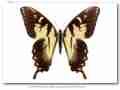 Papilio glaucus glaucus male (fletcheri aberration, Clothier, WV, 8-24-1972) (Internet Image property of respective owner, non-commercial use only)